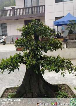 金弹子老桩√传统金弹子批发→