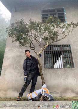 小叶瓜子黄杨刚到家，主杆直径十六，高约二米五，冠约二米，优惠出