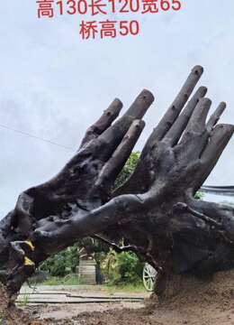 挂果金弹子金弹子买卖价格