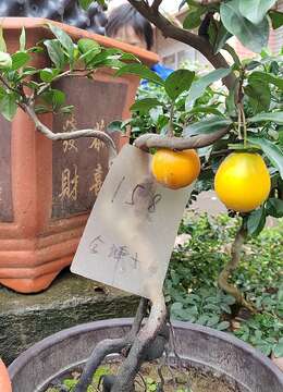 老鸦柿高压多久生根