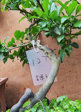 【已售】拐拐根抖音金弹子127号抖音大红花生果金弹子盆景已挂果金弹子