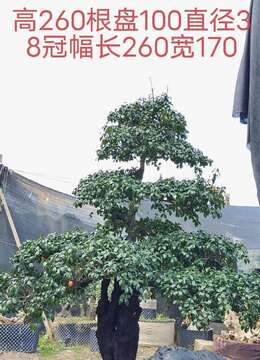 漂亮全冠年功熟桩金弹子,别墅庭院首选,有喜欢赶紧下单