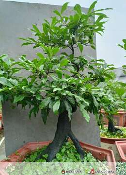 金弹子老桩新上货金弹子