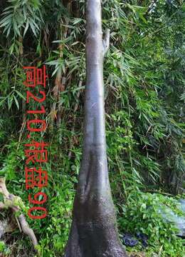 三个母桩金弹子,有看上的带图聊