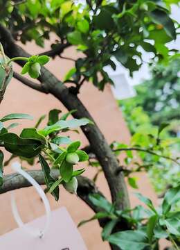 107号金弹子猪小肠挂果母弹子盆景,湖北客厅绿植金弹子盆景