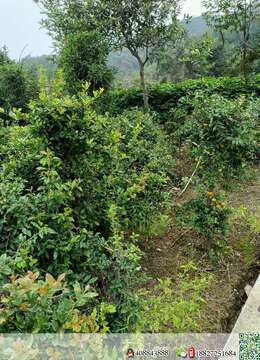 金弹子5-7年苗子，喜欢的老板联系