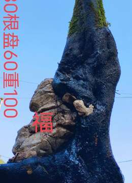 金弹子熟桩金弹子海派