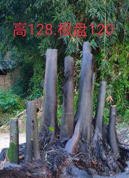 金弹子下山桩¤血红大叶金弹子↙