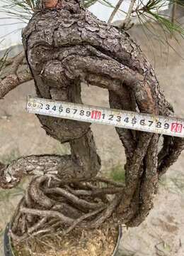 金弹子生桩↗血红金弹子基地£
