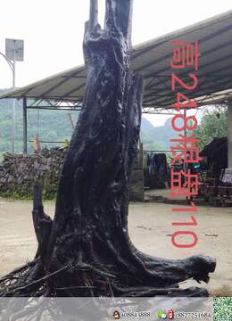 金弹子盆景园林金弹子