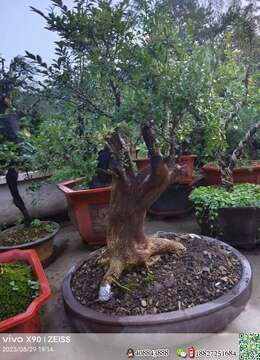 金弹子网金弹子◇陕西金弹子树桩