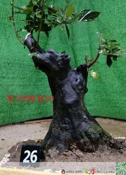 漂亮大熟桩金弹子,有喜欢赶紧下单