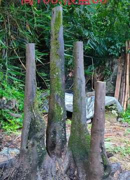 两个假山丛林,看上来聊