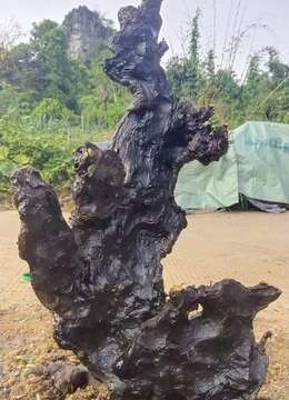 金弹子老桩苏派金弹子批发价格