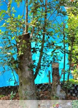 金弹子熟桩优惠出