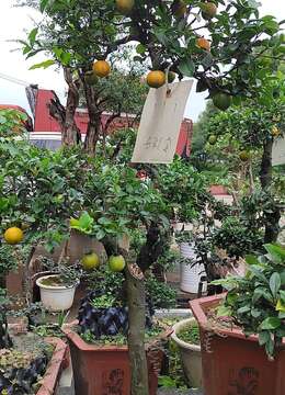 老鸦柿盆景是什么？有哪些特点？老鸦柿如何扦插繁殖养护