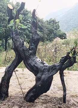 金弹子下山桩金弹子园林