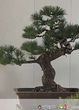 金弹子盆景价格◇岭南派金弹子批发☆