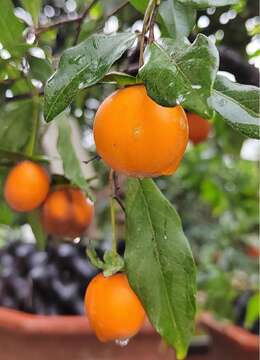 金弹弹如何种植,你了解多少?