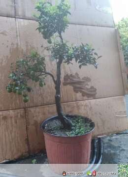 金弹子网¤斜杆金弹子小品☆