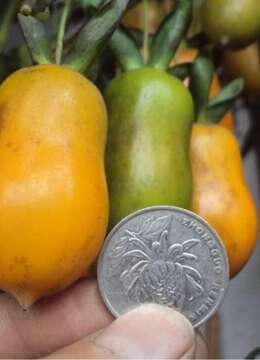 金弹子品种杂谈