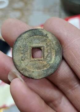 金弹子盆景☆直杆四季果金弹子□