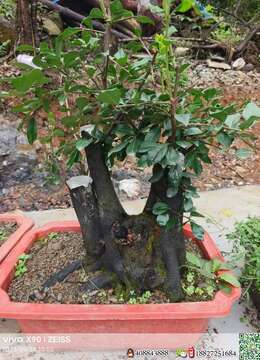 金弹子网包邮包活金弹子小品