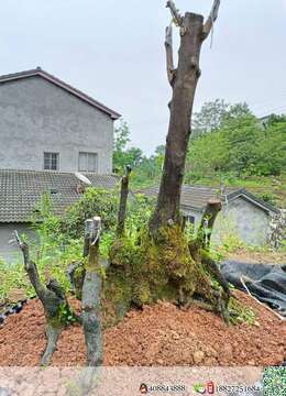 嫁接的血红熟桩优惠出