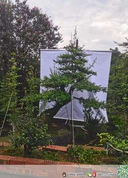 金弹子网开封金弹子树桩盆景怎么卖