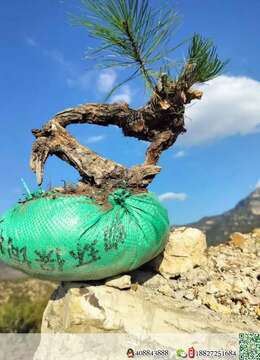 金弹子盆景价格金弹子网上安全购买
