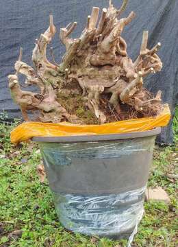 鸡血红喜欢的来