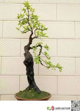 开春已经开花挂果金弹子小品欣赏