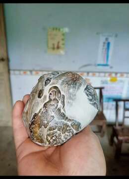金弹子盆景徽派金弹子