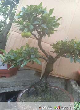 金弹子盆景价格惠州小叶挂果金弹子在哪有卖的