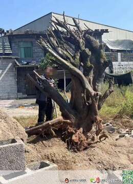 金弹子老桩车厘子金弹子