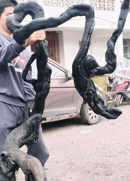 挂果金弹子●私家挂果金弹子地景◇