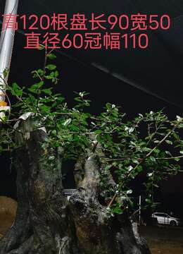 千斤大桩,大熟桩金弹子。嫁接好血红果,大果,古桩金弹子,别墅庭院首选