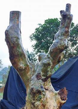 刚刚下山新鲜，紫薇桩，有喜欢赶紧下单。