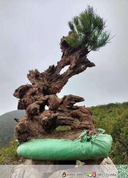 出土漂亮山松