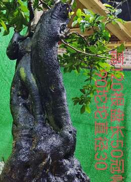 漂亮大货熟桩金弹子,有喜欢赶紧下单,