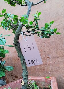 金弹子131号多年培养的老桩小金弹子盆景还没挂果