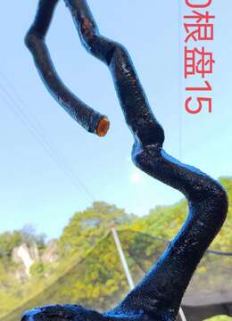 刚刚下山新鲜漂亮母桩金弹子,有喜欢赶紧下单