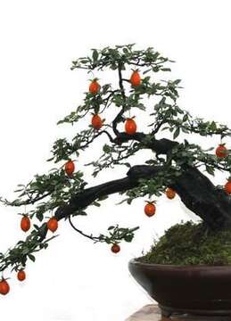 金弹子盆景挂果多的方法