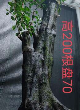 漂亮大桩。几年大熟桩金弹子,有喜欢赶紧下单,