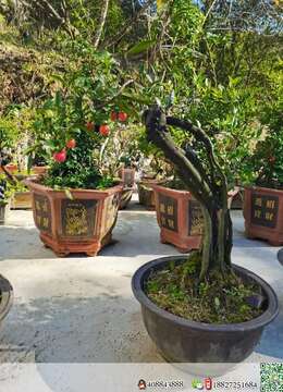 金弹子生桩金弹子怎么卖