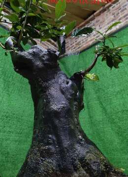 挂果金弹子の垂枝大叶金弹子¤