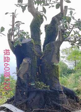 金弹子网绍兴金弹子树桩批发价格