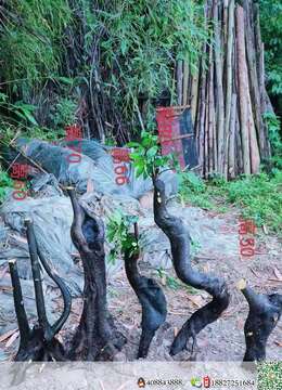 金弹子树桩盆景∨私家金弹子零售◎