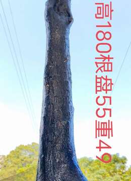 刚刚下山新鲜漂亮母桩金弹子,有喜欢赶紧下单