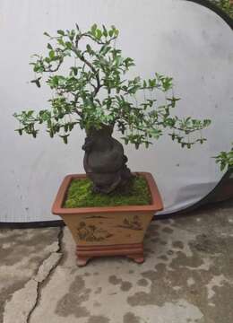 金弹子树桩盆景金弹子丛林